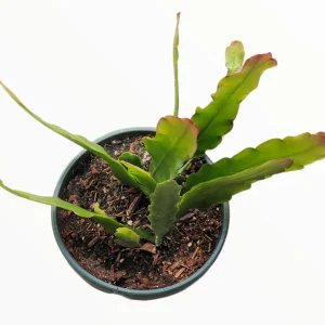 Epiphyllum Sp Succulent Live Plant - Easy Care Drought Tolerant Houseplant - Image 2