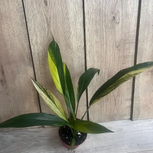 Epipremnum Amplissimum Variegated Live Plant – 4 inch Pot – Rare Indoor Plant - Image 5