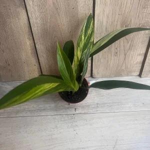 Epipremnum Amplissimum Variegated Live Plant – 4 inch Pot – Rare Indoor Plant - Image 7