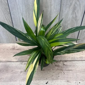 Epipremnum Amplissimum Variegated Live Plant – 6 Inch Pot – Rare Indoor Aroid - Image 2