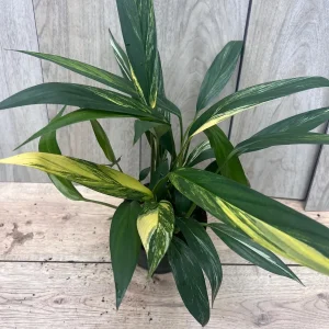Epipremnum Amplissimum Variegated Live Plant – 6 Inch Pot – Rare Indoor Aroid - Image 4