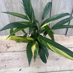 Epipremnum Amplissimum Variegated Live Plant – 6 Inch Pot – Rare Indoor Aroid - Image 6