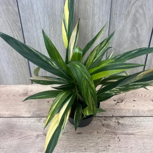 Epipremnum Amplissimum Variegated Live Plant – 6 Inch Pot – Rare Indoor Aroid - Image 7