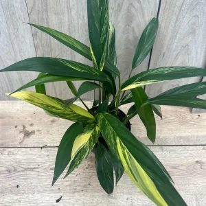 Epipremnum Amplissimum Variegated Live Plant – 6 Inch Pot – Rare Indoor Aroid - Image 8