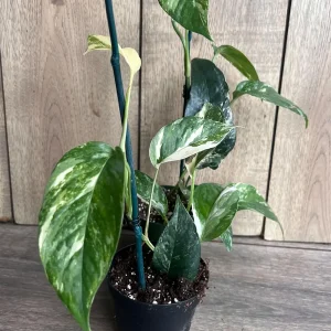 Epipremnum Pinnatum Albo Variegated Live Plant – 4 inch Pot – Indoor Climbing Plant - Image 6