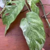Epipremnum Pinnatum Albo Variegated Live Plant Cutting - Indoor Aroid - Image 1