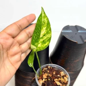 Epipremnum Pinnatum Golden Flame Live Plant - Rare Variegated Indoor Collector Plant - Image 1