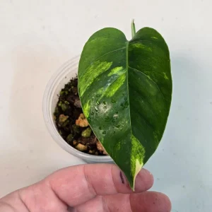 Epipremnum Pinnatum Golden Flame Live Plant - Rare Variegated Aroid - Image 1