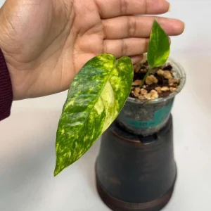 Epipremnum Pinnatum Golden Flame Variegated Live Plant - Indoor Collector Plant - Image 2