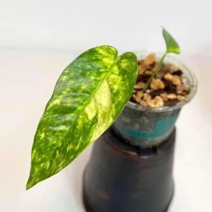 Epipremnum Pinnatum Golden Flame Variegated Live Plant - Indoor Collector Plant - Image 1