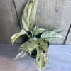 Epipremnum Pinnatum Marble Variegated Live Plant – 4 inch Pot – Indoor Pothos - Image 1
