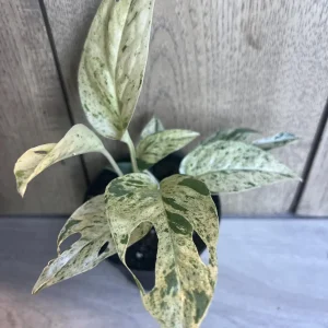Epipremnum Pinnatum Marble Variegated Live Plant – 4 inch Pot – Indoor Pothos - Image 5