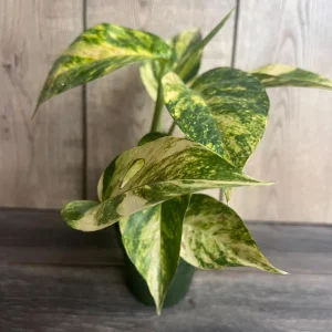 Epipremnum Pinnatum Yellow Flame Live Plant – 4