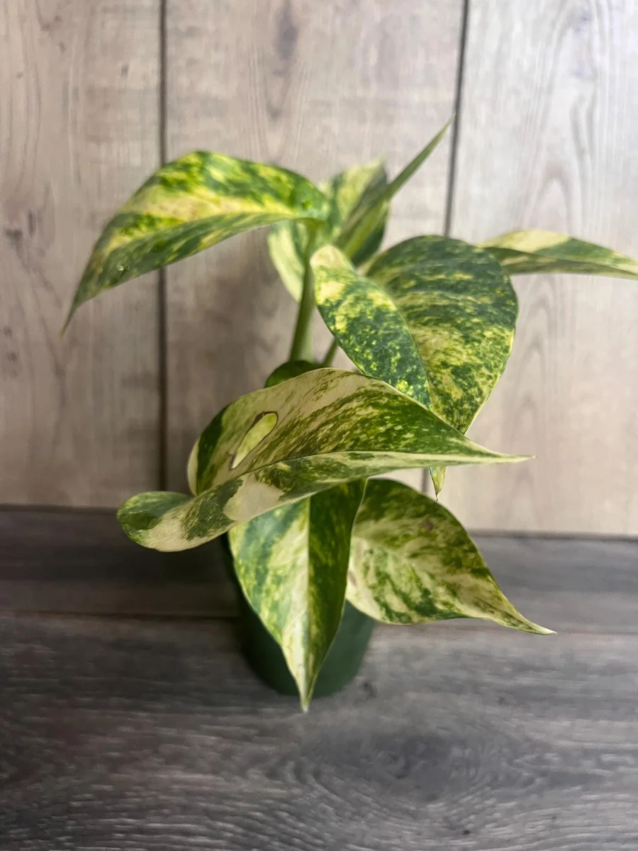 Epipremnum Pinnatum Yellow Flame Live Plant – 4" Pot – Indoor Vining Houseplant - Image 2