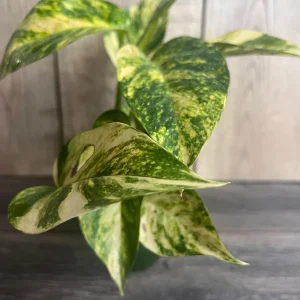 Epipremnum Pinnatum Yellow Flame Live Plant – 4