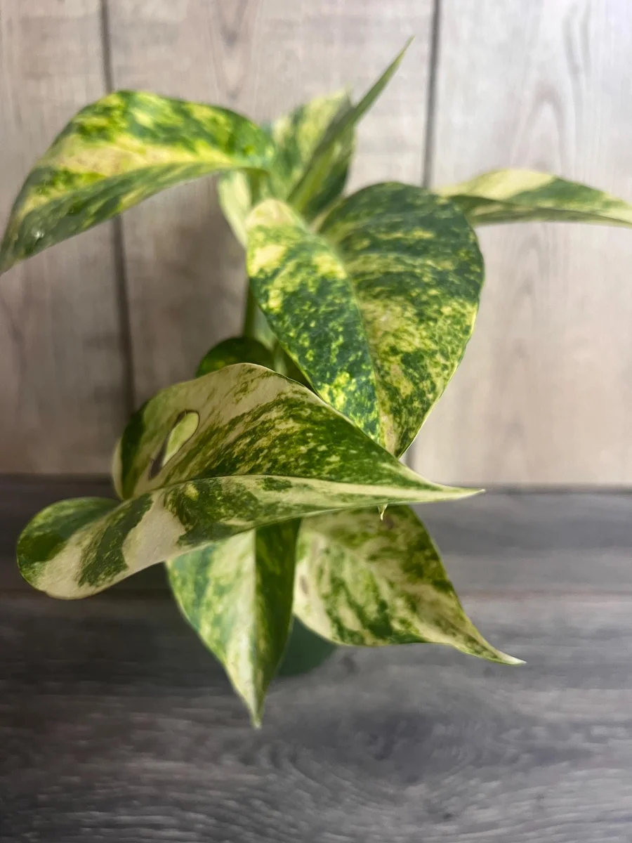 Epipremnum Pinnatum Yellow Flame Live Plant – 4" Pot – Indoor Vining Houseplant - Image 3