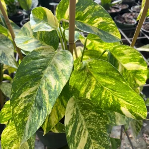 Epipremnum Pinnatum Yellow Flame Live Plant – 4