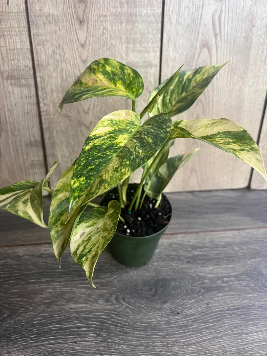 Epipremnum Pinnatum Yellow Flame Live Plant – 4" Pot – Indoor Vining Houseplant - Image 4
