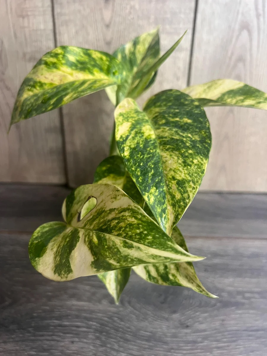 Epipremnum Pinnatum Yellow Flame Live Plant – 4" Pot – Indoor Vining Houseplant - Image 5