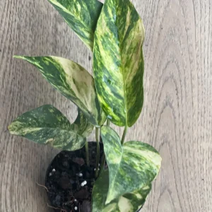 Epipremnum Pinnatum Yellow Flame Live Plant – 4