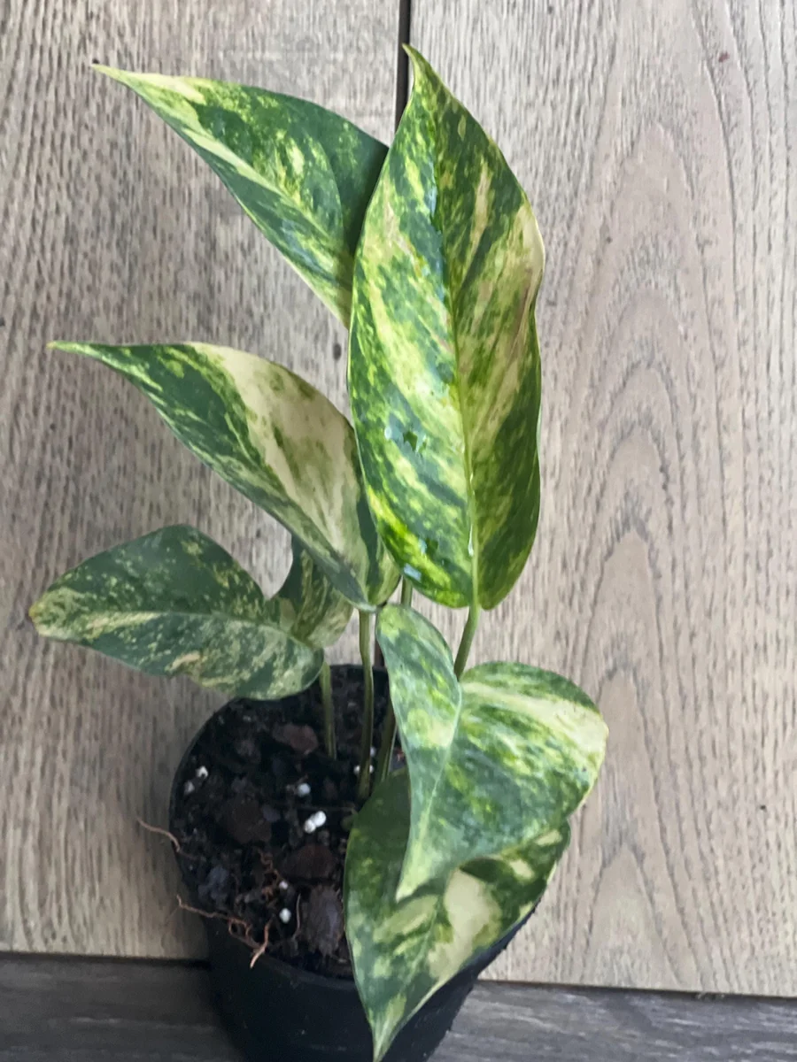 Epipremnum Pinnatum Yellow Flame Live Plant – 4" Pot – Indoor Vining Houseplant - Image 6