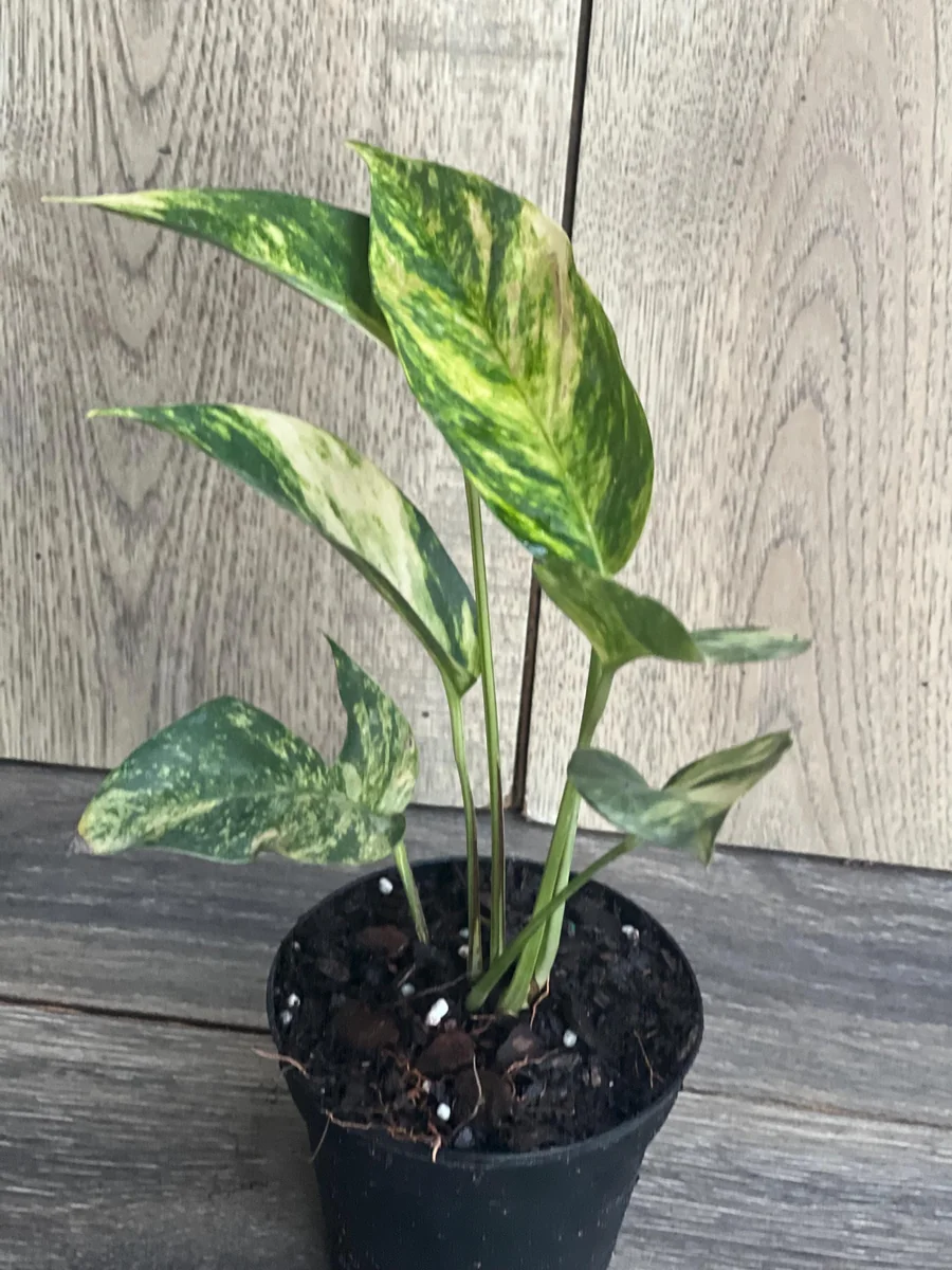 Epipremnum Pinnatum Yellow Flame Live Plant – 4" Pot – Indoor Vining Houseplant - Image 7