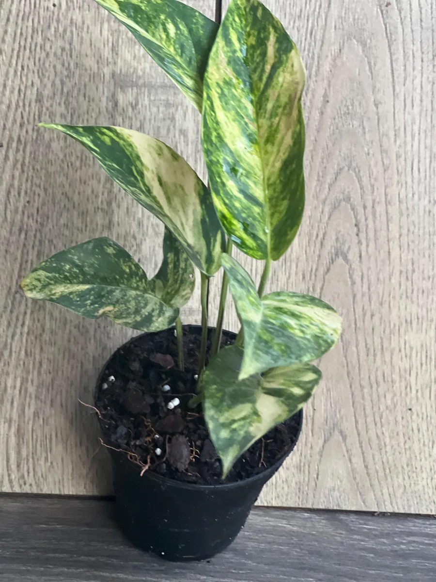 Epipremnum Pinnatum Yellow Flame Live Plant – 4" Pot – Indoor Vining Houseplant - Image 8