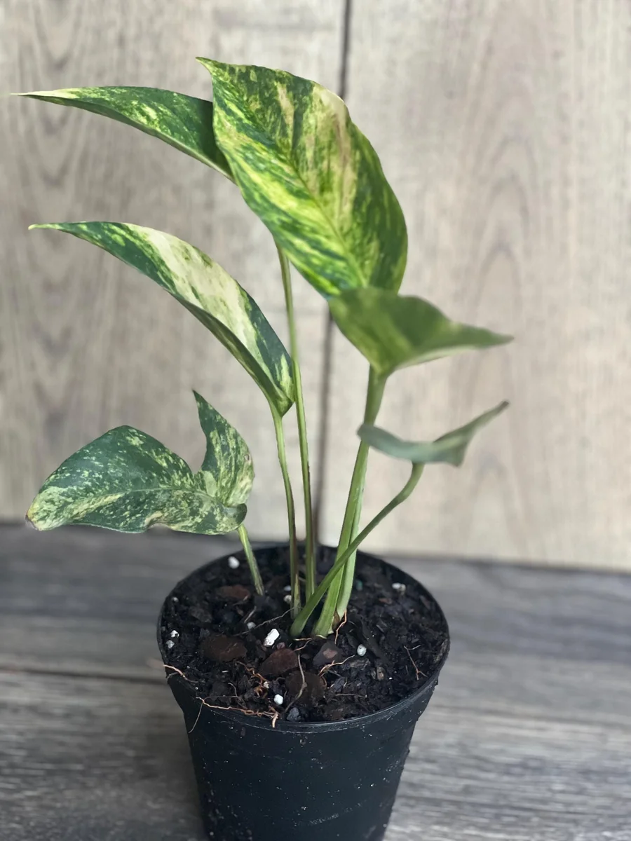 Epipremnum Pinnatum Yellow Flame Live Plant – 4" Pot – Indoor Vining Houseplant - Image 9