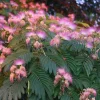 Ernest Wilson Silk Tree Live Plant - Albizia Julibrissin 'E.H. Wilson' 3ft Tall - Image 1