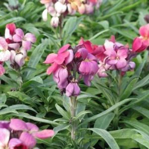 Erysimum Wallflower Live Plant – Fragrant Perennial Plant – 4 inch Pot – Outdoor - Image 10