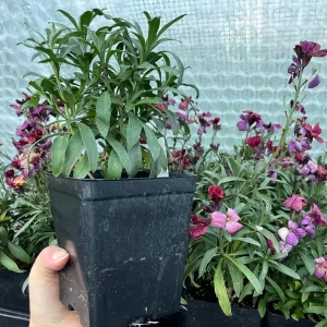 Erysimum Wallflower Live Plant – Fragrant Perennial Plant – 4 inch Pot – Outdoor - Image 2