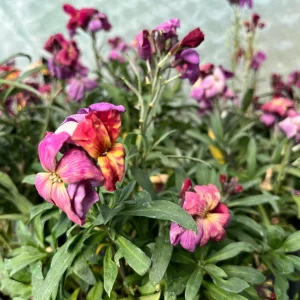 Erysimum Wallflower Live Plant – Fragrant Perennial Plant – 4 inch Pot – Outdoor - Image 1