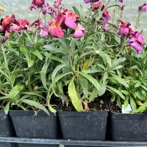 Erysimum Wallflower Live Plant – Fragrant Perennial Plant – 4 inch Pot – Outdoor - Image 5