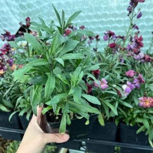 Erysimum Wallflower Live Plant – Fragrant Perennial Plant – 4 inch Pot – Outdoor - Image 7