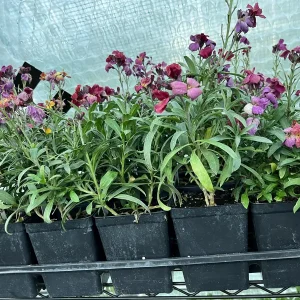 Erysimum Wallflower Live Plant – Fragrant Perennial Plant – 4 inch Pot – Outdoor - Image 8