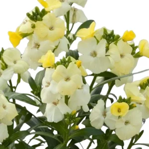 Erysimum Wallflower Live Plant – Fragrant Perennial Plant – 4 inch Pot – Outdoor - Image 9