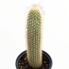 Espostoa guentheri Cactus Live Plant – Drought Tolerant Succulent for Sunny Areas - Image 1