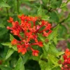 Estrellita Scarlet Firecracker Bush Live Plant – Bouvardia – 4 inch Pot - Image 1