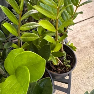 Eternity Plant (Zamioculcas zamiifolia) Live Plant – 1 Plant – Indoor/Outdoor - Image 3