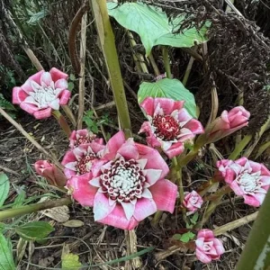 Etlingera Venusta Malay Rose Ginger Rhizome - Tropical Exotic Blooms 10-inch Stock - Image 2