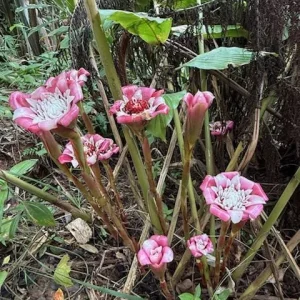 Etlingera Venusta Malay Rose Ginger Rhizome - Tropical Exotic Blooms 10-inch Stock - Image 3