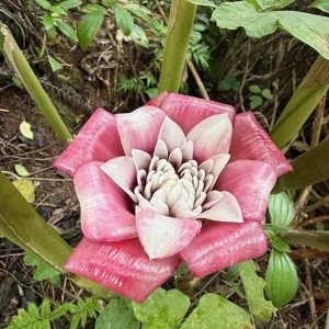 Etlingera Venusta Malay Rose Ginger Rhizome - Tropical Exotic Blooms 10-inch Stock - Image 4