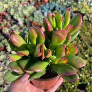 ET's Fingers Crassula Ovata Jade Plant Live Succulent Houseplant 4