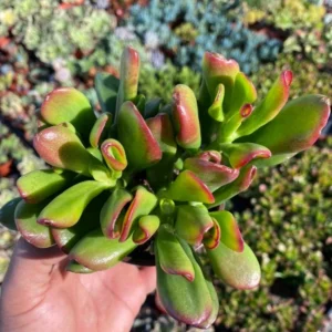 ET's Fingers Crassula Ovata Jade Plant Live Succulent Houseplant 4
