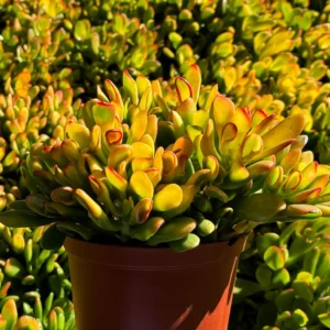 ET's Fingers Crassula Ovata Jade Plant Live Succulent Houseplant 4