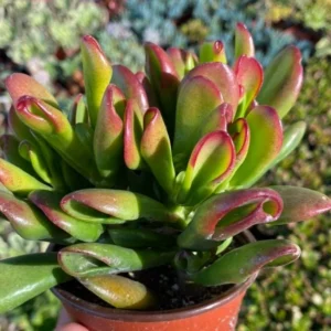 ET's Fingers Crassula Ovata Jade Plant Live Succulent Houseplant 4
