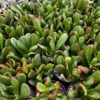 ET's Fingers Jade Plant - Crassula Ovata Variegated Succulent - Live Houseplant in 2-inch Pot - Image 1