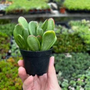 ET's Fingers Jade Plant - Crassula Ovata Variegated Succulent - Live Houseplant in 2-inch Pot - Image 3