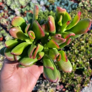 ET's Fingers Jade Plant - Crassula Ovata Variegated Succulent - Live Houseplant in 2-inch Pot - Image 5