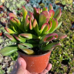 ET's Fingers Jade Plant - Crassula Ovata Variegated Succulent - Live Houseplant in 2-inch Pot - Image 6